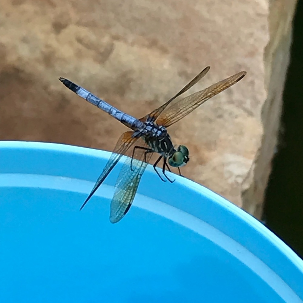 Meet your Posher, Mary